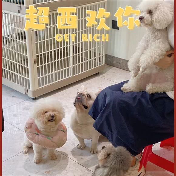 伴它猫咖狗咖:湛江市赤坎区鹰展假日广场附近