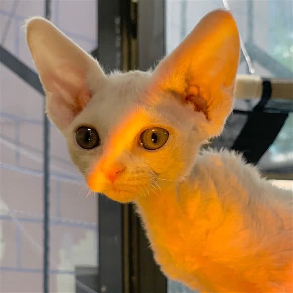 大脸宠物·猫咖:天津城区滨海新区杭州道/福州道附近