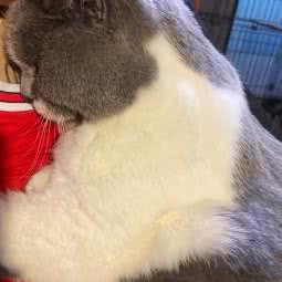 没有狗宠物店:湛江市赤坎区体育中心附近