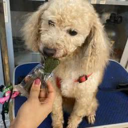 宠立方宠物生活馆:湛江市霞山区昌大昌海滨购物广场附近