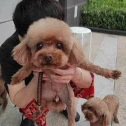 一番赏宠物美容(新港店):天津城区滨海新区新港附近