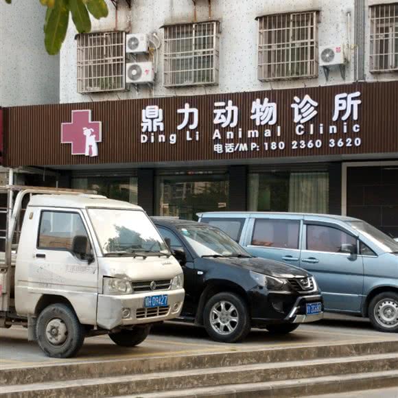 鼎力动物诊所:肇庆市端州区七星岩东门广场附近