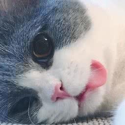 贝贝宠物食品用品店:肇庆市端州区康乐国际广场附近