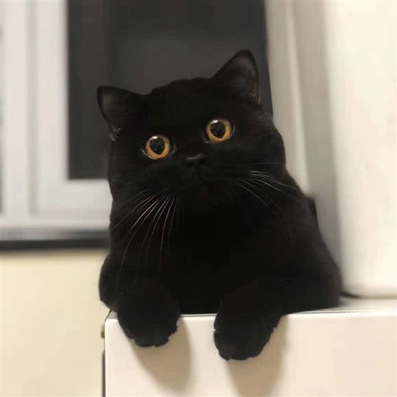 七家?猫舍(百子湾店):北京城区朝阳区双井附近