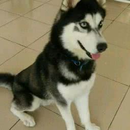 宠宠堂:惠州市惠城区麦地片区附近