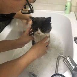 益品猫舍:惠州市惠城区麦地片区附近