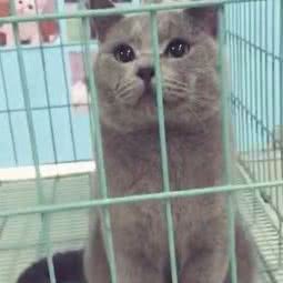 宠友宠物诊所:惠州市惠城区麦地片区附近