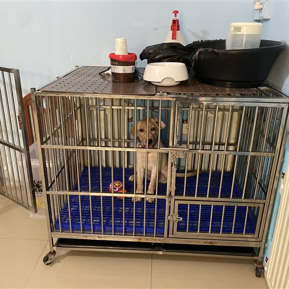 正向宠物犬类行为训练工作室(麦地店):惠州市惠城区东平/桥东附近