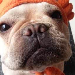 711宠物诊所:惠州市惠城区东平/桥东附近