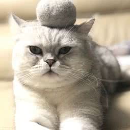 本色宠物诊所(东平店):惠州市惠城区东湖附近