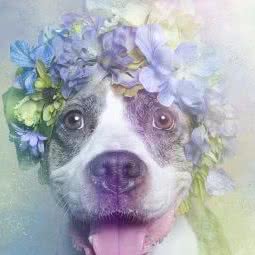 派多格宠物(大港油田店):天津城区滨海新区大港油田附近