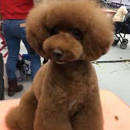 坚赞达宠物店:惠州市惠城区南坛下埔附近