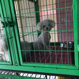 泡泡宠屋:天津城区滨海新区大港油田附近