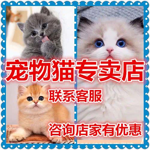 特别爱猫舍:惠州市惠城区惠州学院附近