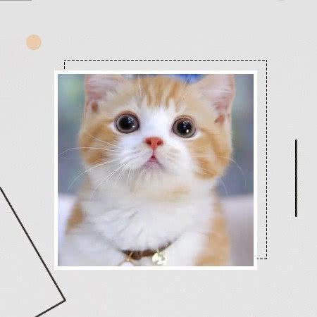 汪星人宠物店:梅州市梅江区金利来附近