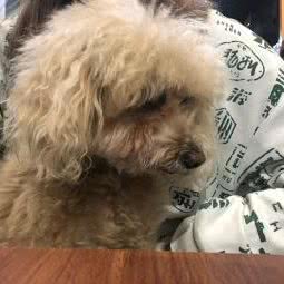 DogCat宠物沙龙连锁店:梅州市梅江区金利来附近