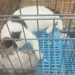 狗管家宠物店:梅州市梅江区华侨城附近