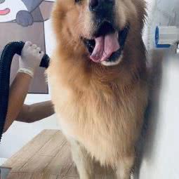 宠物狗心语:汕尾市城区二马路附近