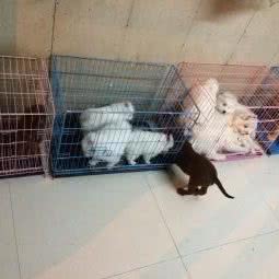 扬帆宠物医院:河源市源城区新城区附近