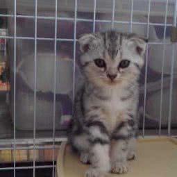 新宠一族宠物·用品:阳江市江城区三环路附近