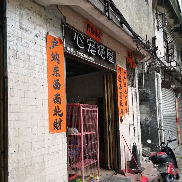 心宠猫屋:阳江市江城区人民广场附近