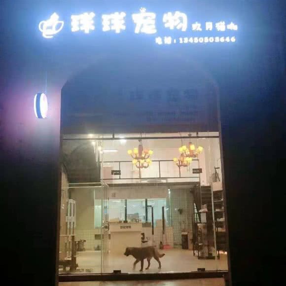 球球宠物:阳江市江城区新都汇附近