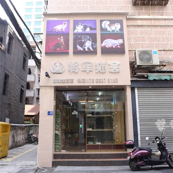 将军猫舍猫咪生活馆(弥敦道店):清远市清城区城市广场附近
