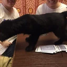 萌萌宠物乐园:天津城区滨海新区汉沽城区附近