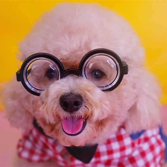 渼宝宠物会所:清远市清城区小市桥南附近