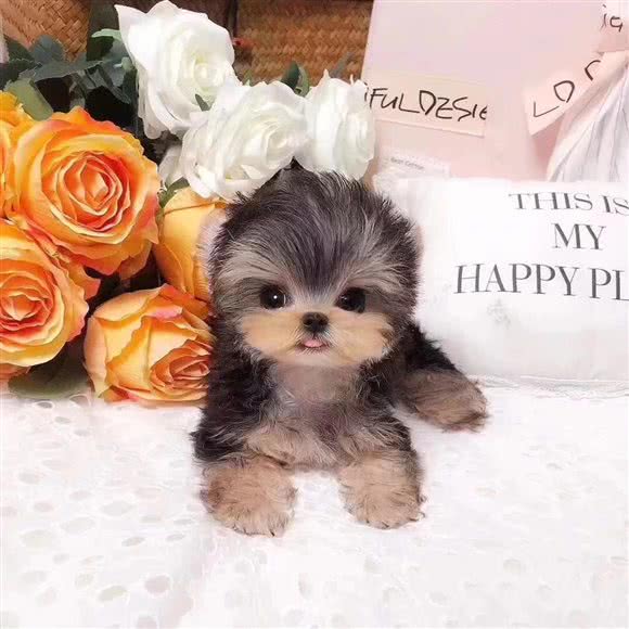 年年家宠物店:清远市清城区横荷附近