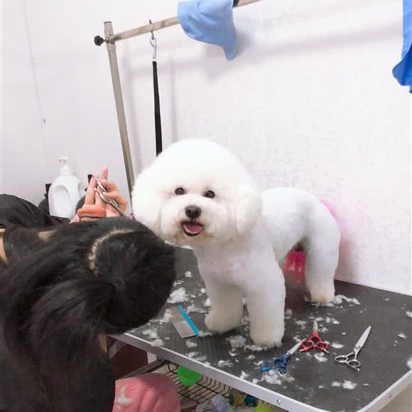 十二家の宠物店:天津城区滨海新区汉沽城区附近