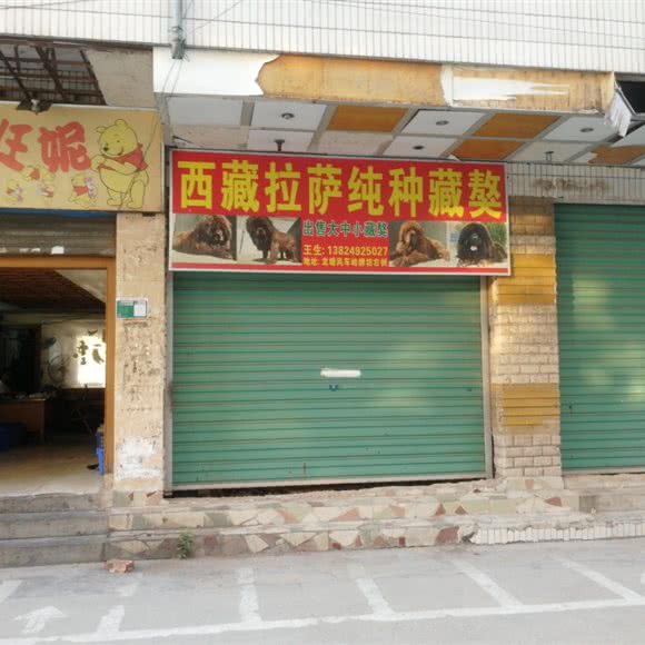 西藏拉萨纯种藏獒:清远市清城区龙塘镇附近