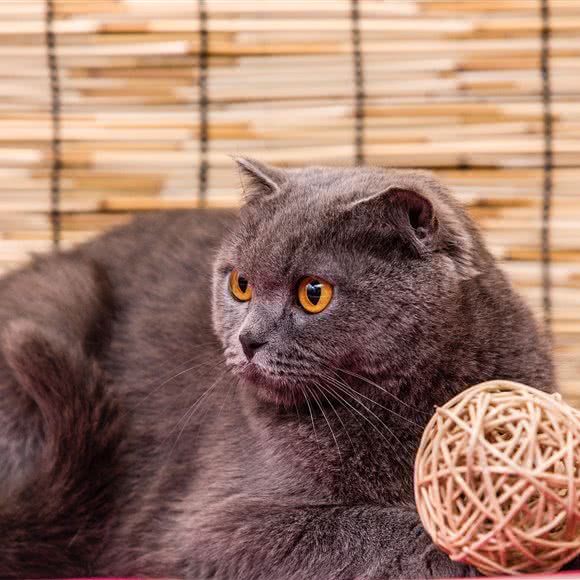 特别特动物医院连锁(建阳分院):揭阳市榕城区建阳路附近