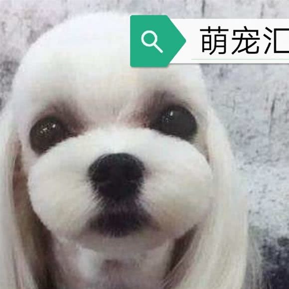 萌宠汇宠物店:天津城区滨海新区塘沽工农村附近