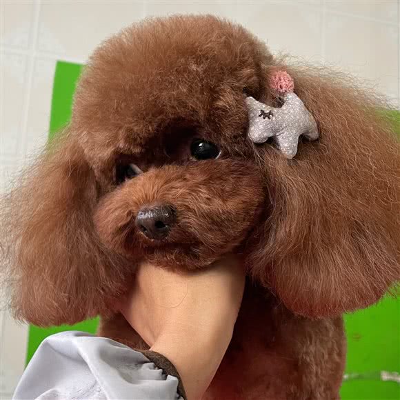 宠宠生活馆:天津城区滨海新区塘沽工农村附近