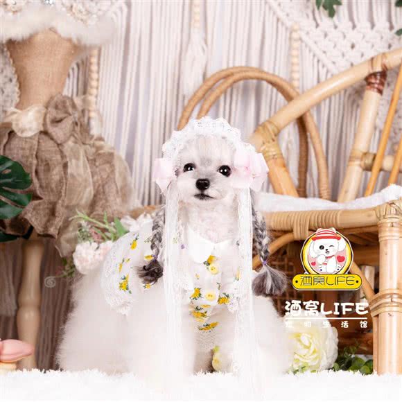 酒窝life宠物生活馆·孟夏布偶猫舍:天津城区滨海新区塘沽工农村附近