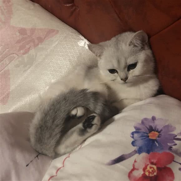 Miss Snow家庭猫舍:天津城区滨海新区塘沽工农村附近