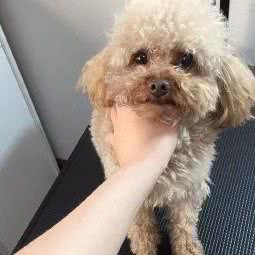 宠爱工作室:天津城区滨海新区新村附近