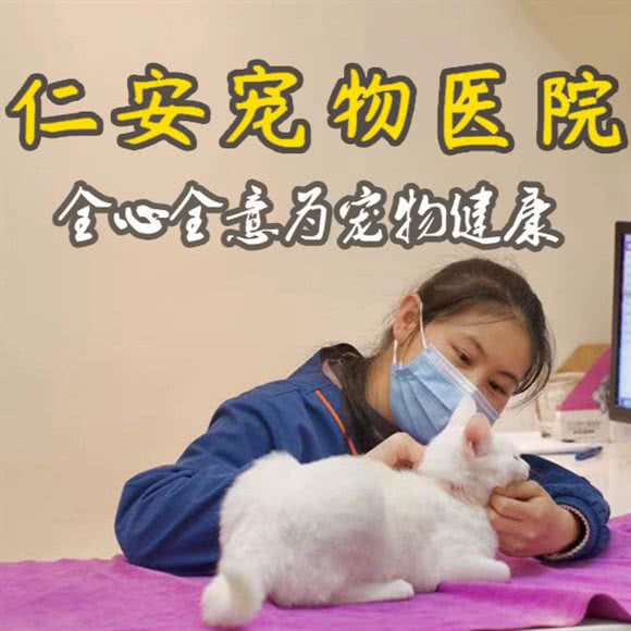 仁安宠物医院·一站式犬证点 阿荣宠物医院(衡阳分院):南宁市西乡塘区北湖附近