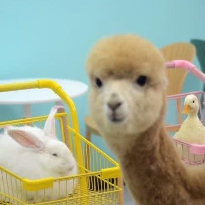 宠森林宠咖(农院路店):南宁市西乡塘区明秀路附近