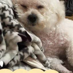 南宁达?芬奇宠物店(宠宝店):南宁市西乡塘区衡阳路附近