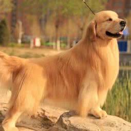 天宠宠物生活馆:天津城区宁河区宁河区附近