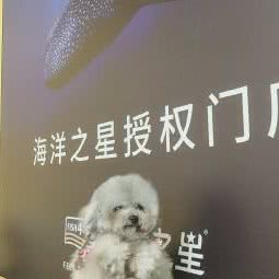 布丁宠物部落:天津城区宁河区宁河区附近