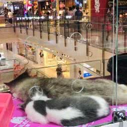 萌甜犬舍:北京城区朝阳区芍药居附近