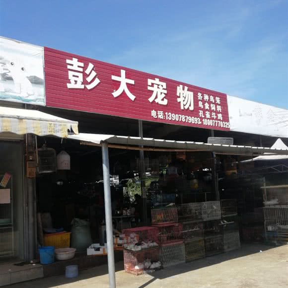 彭大宠物狗:钦州市钦南区英华学院／北部湾职校附近