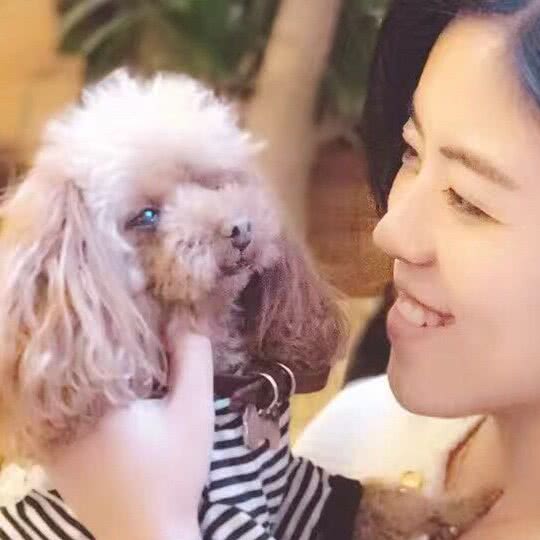 皇宠假日酒店式宠物狗寄养:北京城区朝阳区798/大山子附近