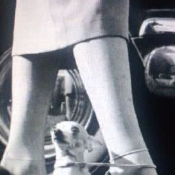 是物有宠宠物摄影工作室:石家庄市长安区中山东路附近