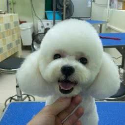 圣宠宠物(万达店):海口市秀英区万达广场附近