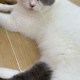 星漫猫舍撸猫:海口市龙华区新友谊阳光城附近