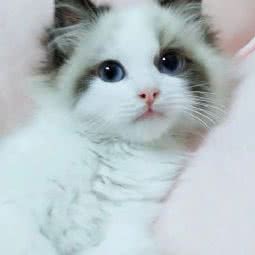 喵喵之家布偶猫舍:海口市龙华区金山广场附近